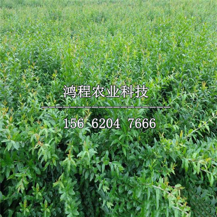 千瓣紅石榴苗、哪里有千瓣紅石榴苗基地