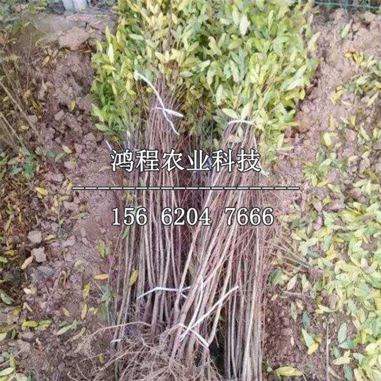 千瓣紅石榴苗、哪里有千瓣紅石榴苗基地