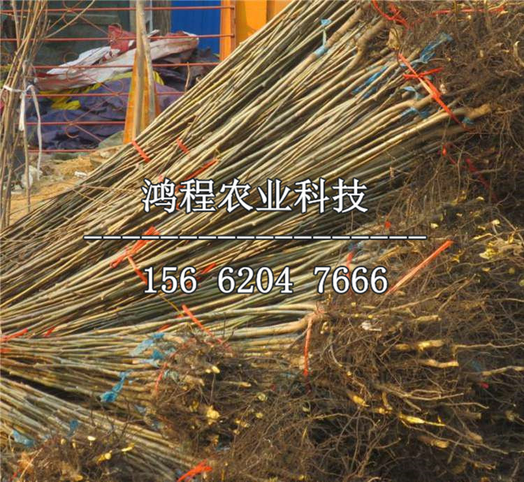 山東柿子苗出售價格、柿子苗出售價格