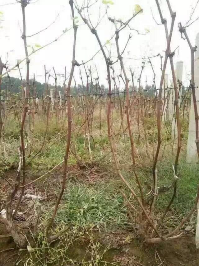 紅提葡萄苗、紅提葡萄苗什么時候種