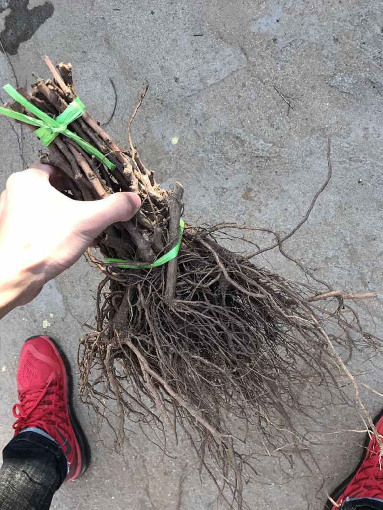 粒粒特葡萄苗、粒粒特葡萄苗新品種