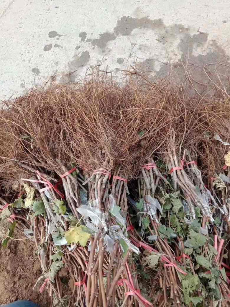 紅玫瑰葡萄苗、紅玫瑰葡萄苗種下去多久發(fā)芽