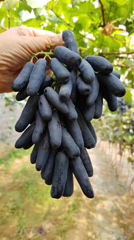 紅提葡萄苗、紅提葡萄苗什么時(shí)候種