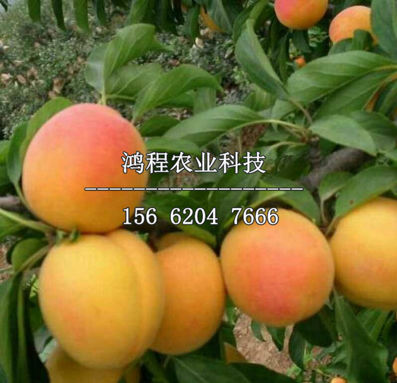 新疆杏樹苗價(jià)格、2019年新疆杏樹苗價(jià)格
