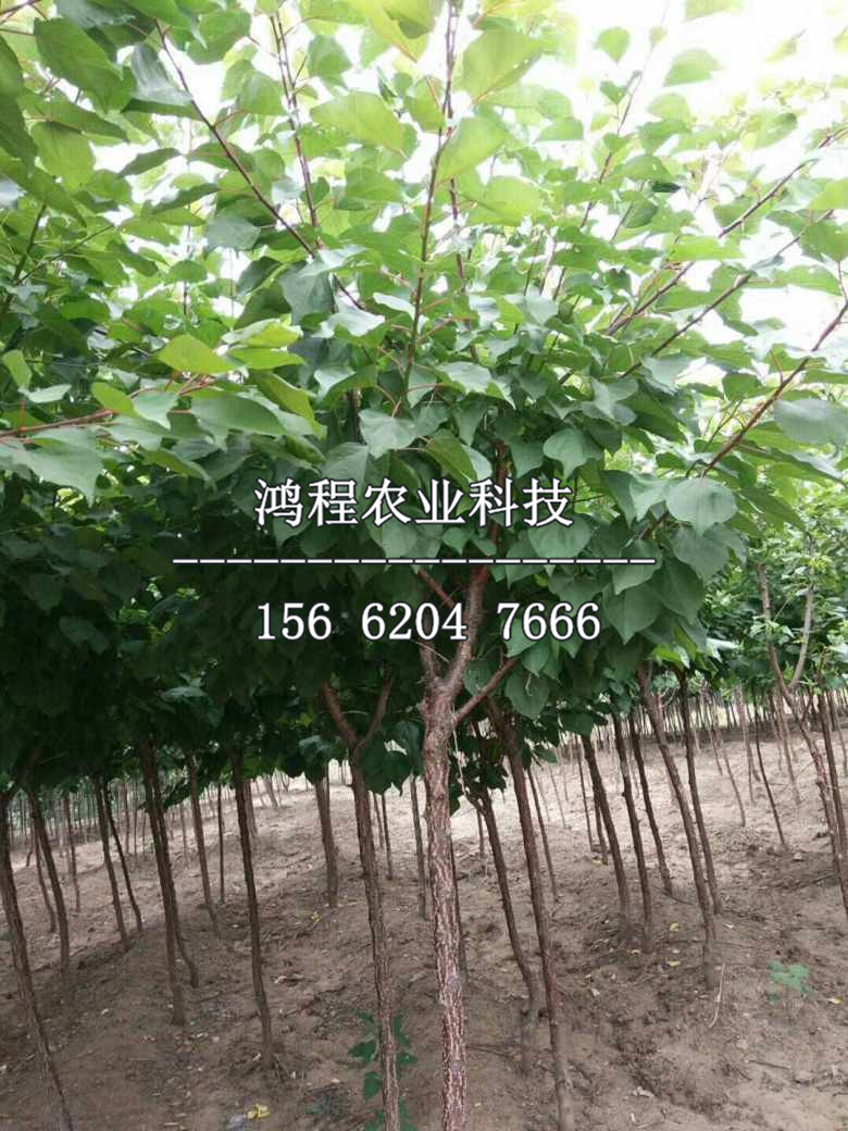 新疆杏樹苗價(jià)格、2019年新疆杏樹苗價(jià)格