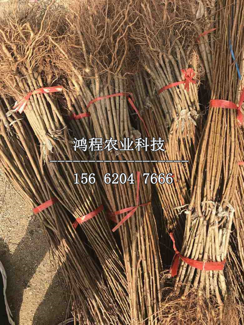 紅光杏樹苗多少錢一棵