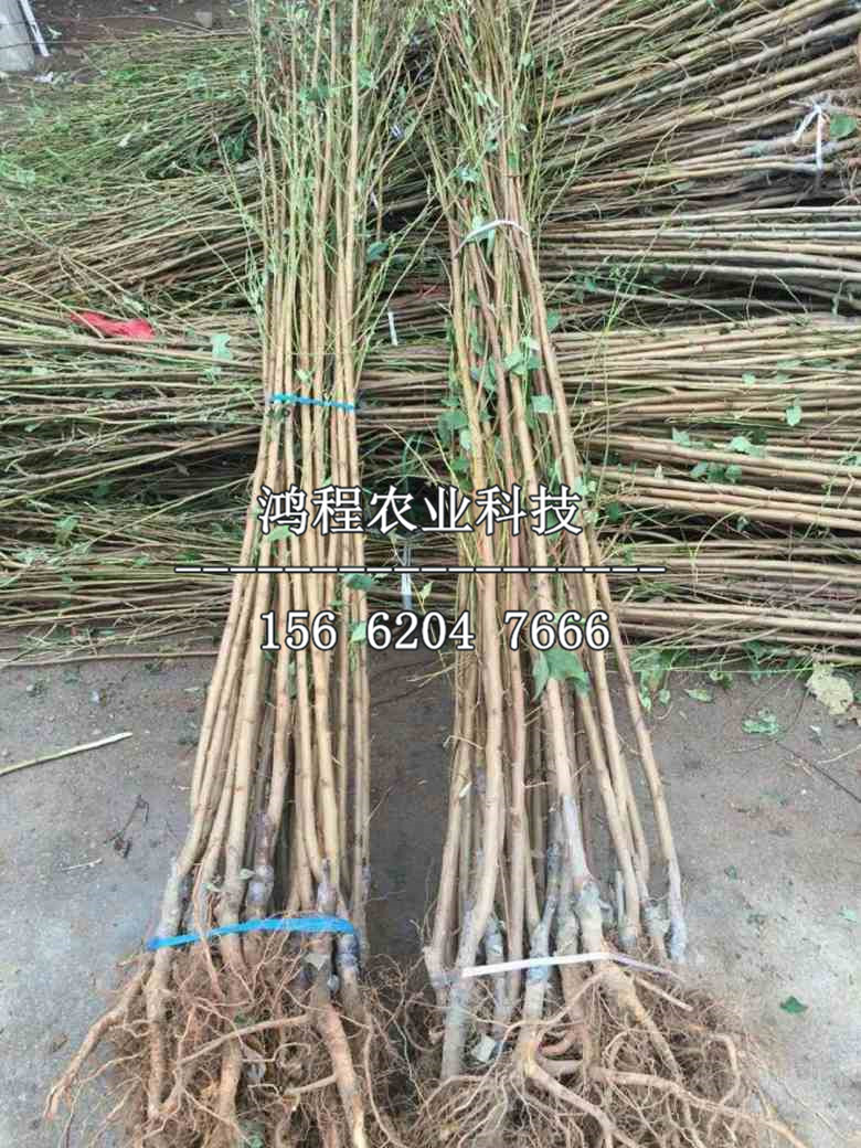沙金紅杏樹苗價格及報價