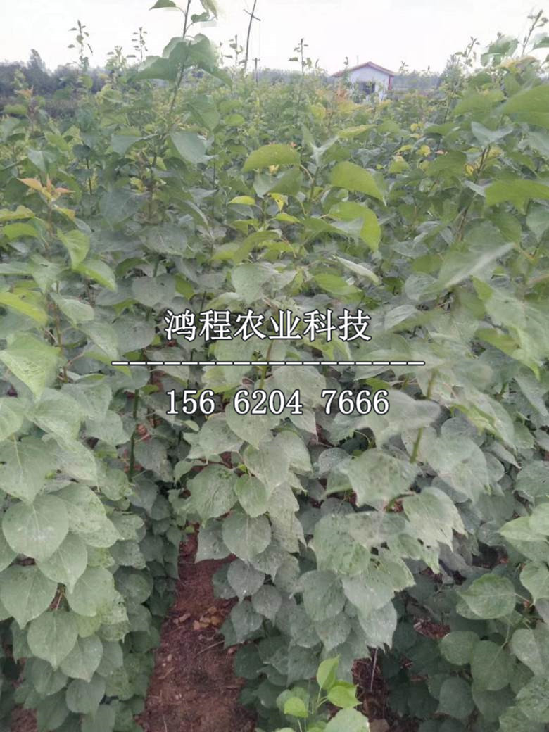 甜仁山杏樹苗報(bào)價(jià)、今年甜仁山杏樹苗基地報(bào)價(jià)