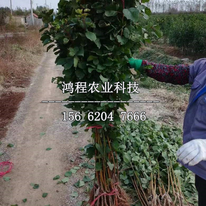 新疆杏樹苗價(jià)格、2019年新疆杏樹苗價(jià)格