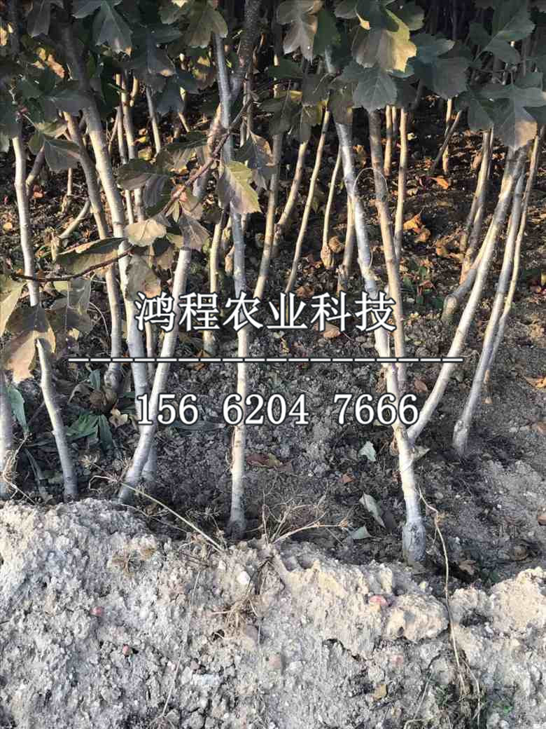 超金星山楂苗品種、超金星山楂苗新品種