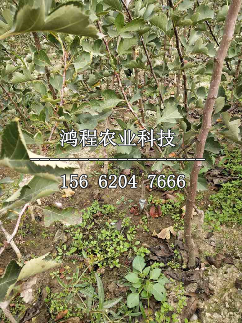 超金星山楂苗品種、超金星山楂苗新品種