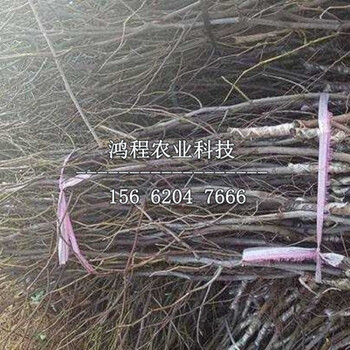 中熟棗樹苗