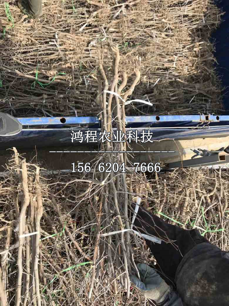 金絲蜜棗樹苗、金絲蜜棗樹苗今年什么價(jià)格