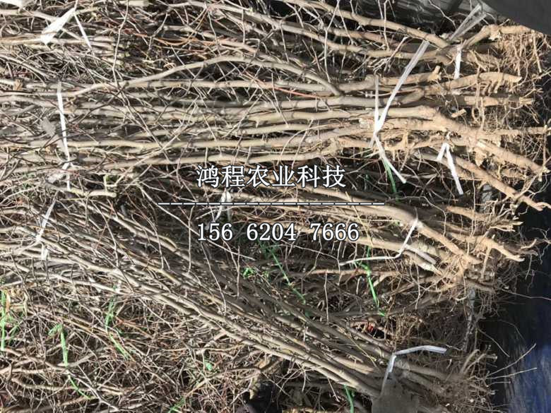 辣椒棗樹(shù)苗