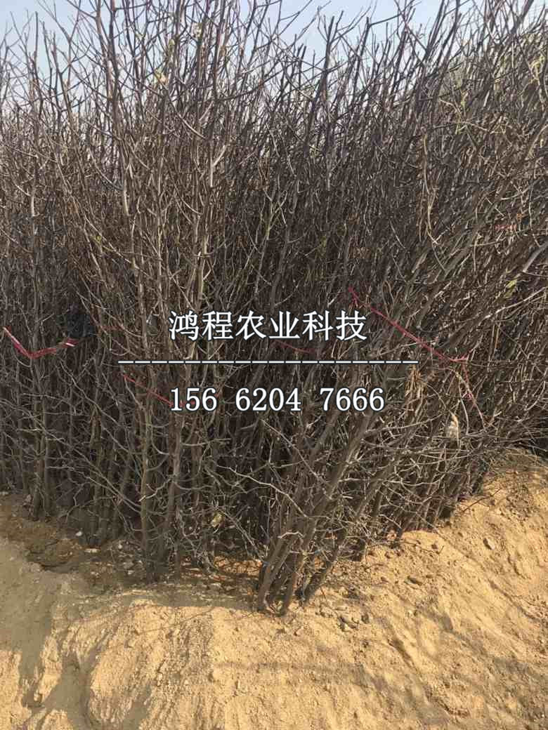 狗頭棗樹(shù)苗、狗頭棗樹(shù)苗哪里賣
