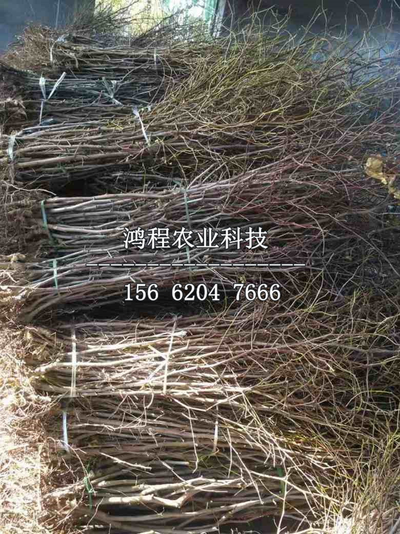 中熟棗樹苗