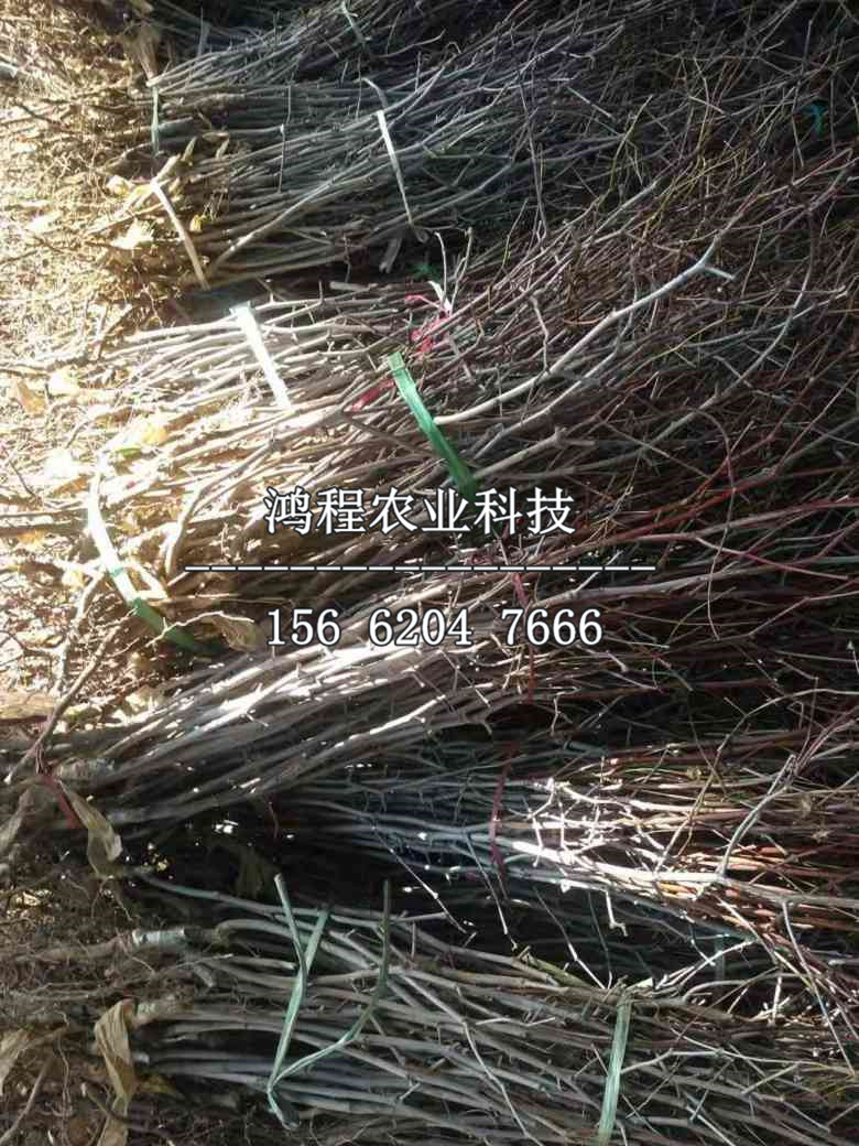 辣椒棗樹(shù)苗