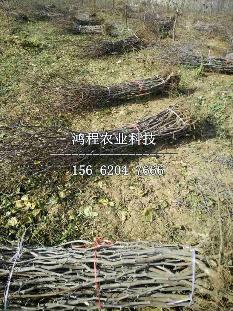大荔冬棗樹苗、大荔冬棗樹苗今年什么價(jià)格