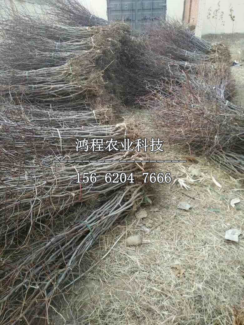 辣椒棗樹(shù)苗