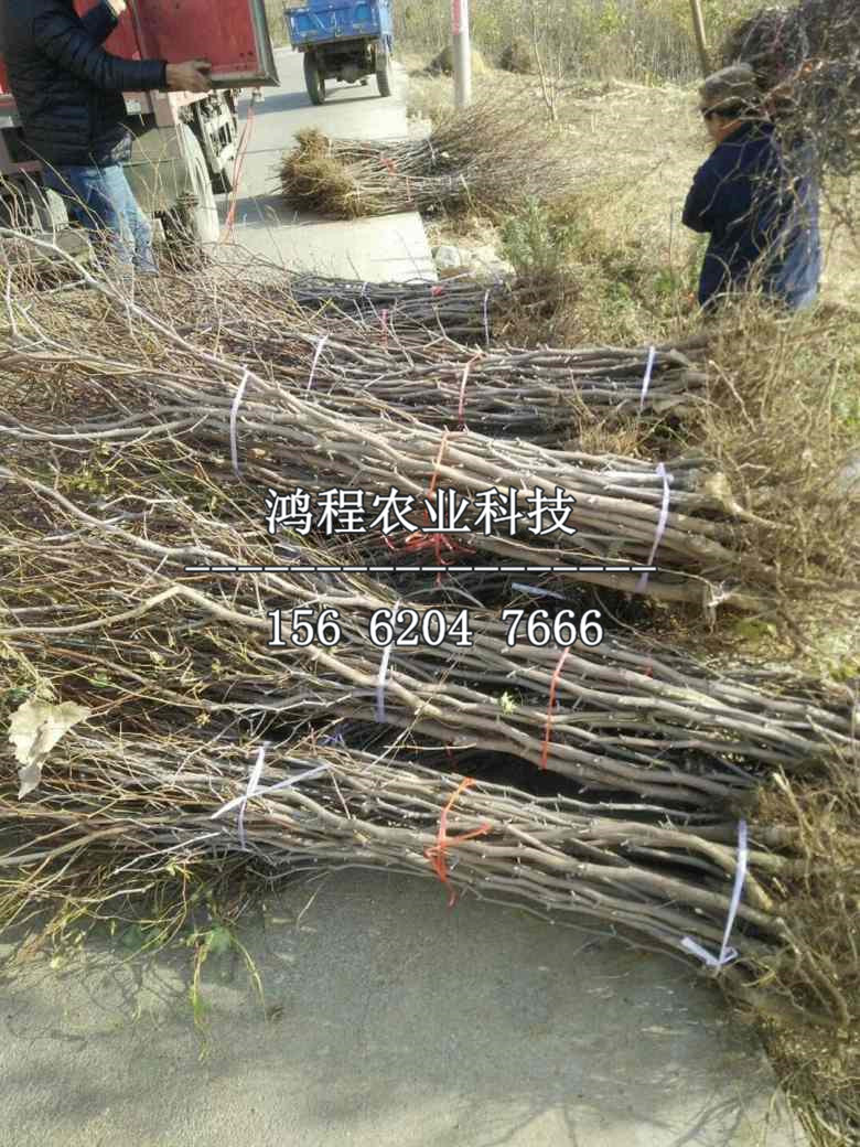 哪里購(gòu)買稷山板棗樹(shù)苗、稷山板棗樹(shù)苗批發(fā)基地