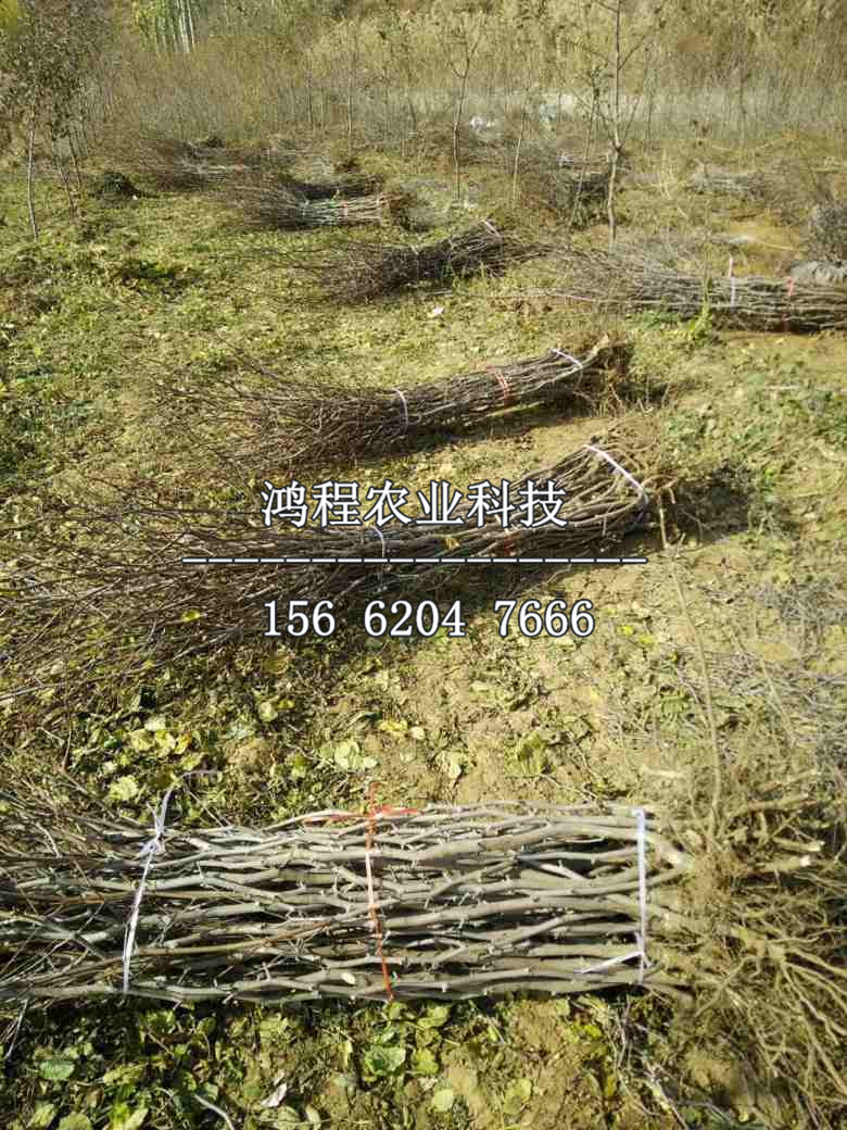 狗頭棗樹(shù)苗、狗頭棗樹(shù)苗哪里賣