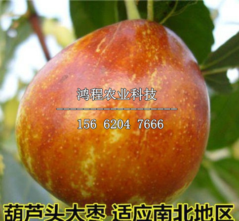 中熟棗樹苗