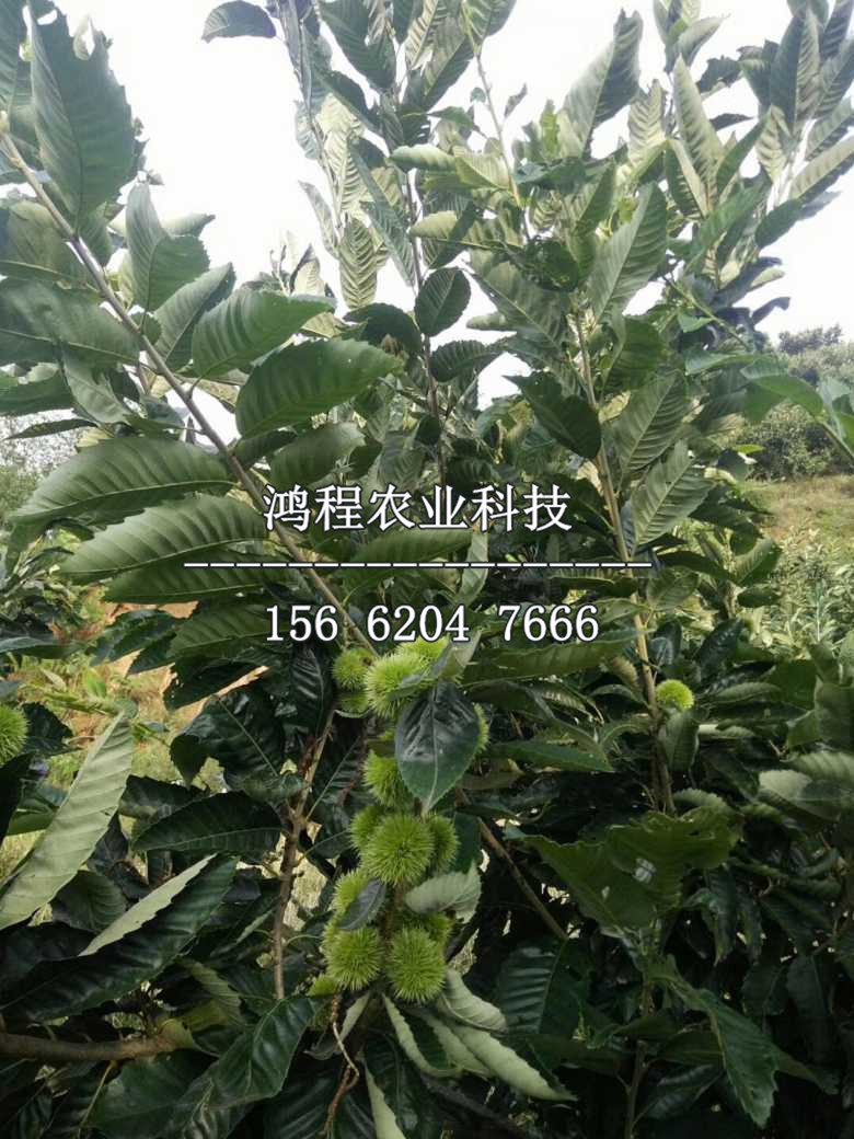臺灣中埔板栗苗基地、臺灣中埔板栗苗基地哪里有