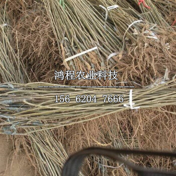 臺(tái)灣中埔板栗苗基地、臺(tái)灣中埔板栗苗基地哪里有