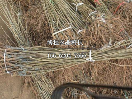莒南板栗苗、莒南板栗苗基地