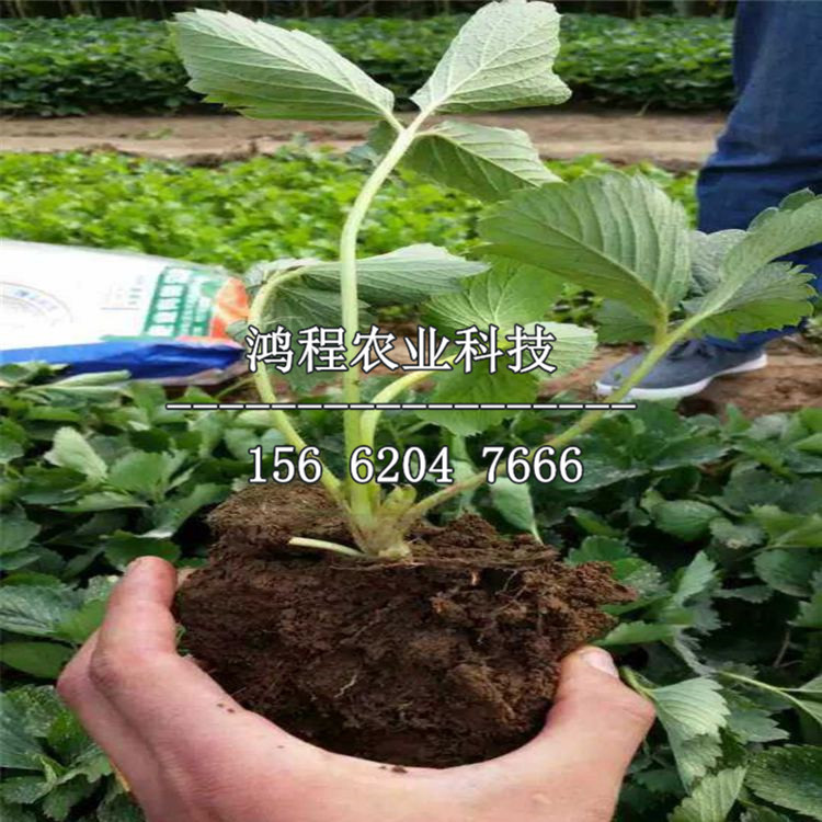小白草莓苗多少錢一棵、小白草莓苗價格及報價