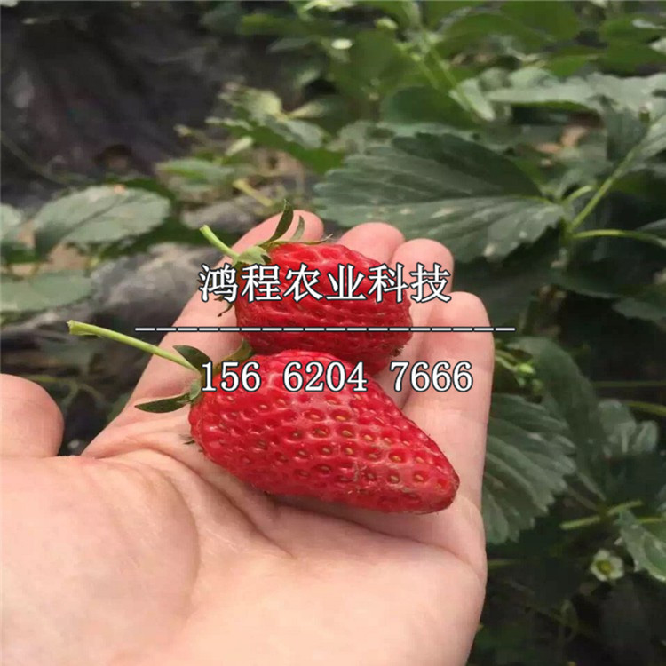 紅顏草莓苗價(jià)格、紅顏草莓苗在哪里買