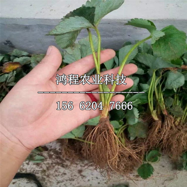 隋珠草莓苗哪里有賣的、隋珠草莓苗在哪購(gòu)買