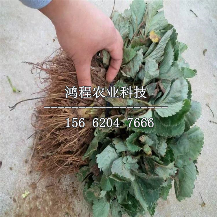 今年草莓苗價(jià)格、今年草莓苗多少錢(qián)一株
