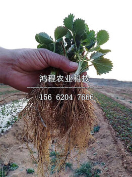 達(dá)塞萊克特草莓苗多少錢一棵、達(dá)塞萊克特草莓苗近期價(jià)格