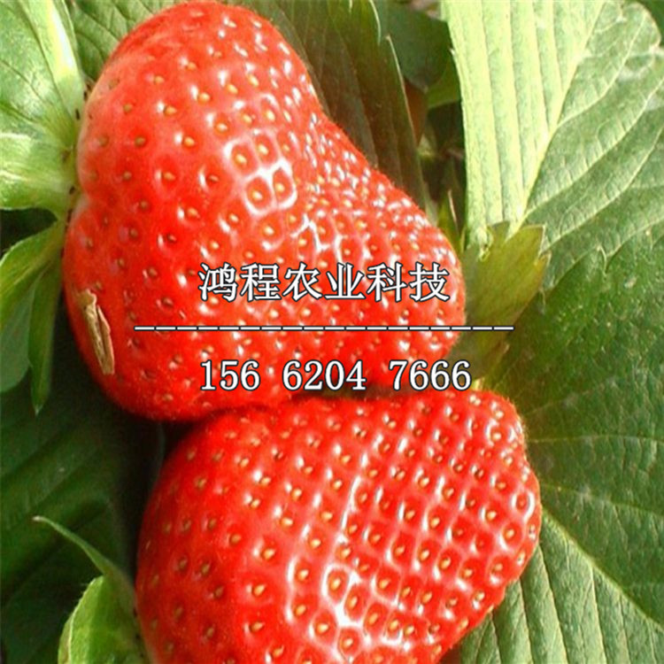 隋珠草莓苗哪里有賣的、隋珠草莓苗在哪購(gòu)買