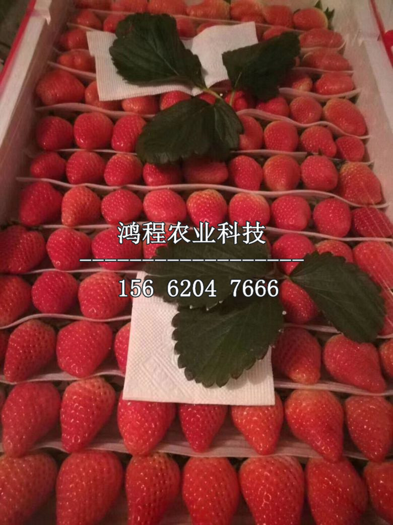 甜查理草莓苗、甜查理草莓苗近期價(jià)格