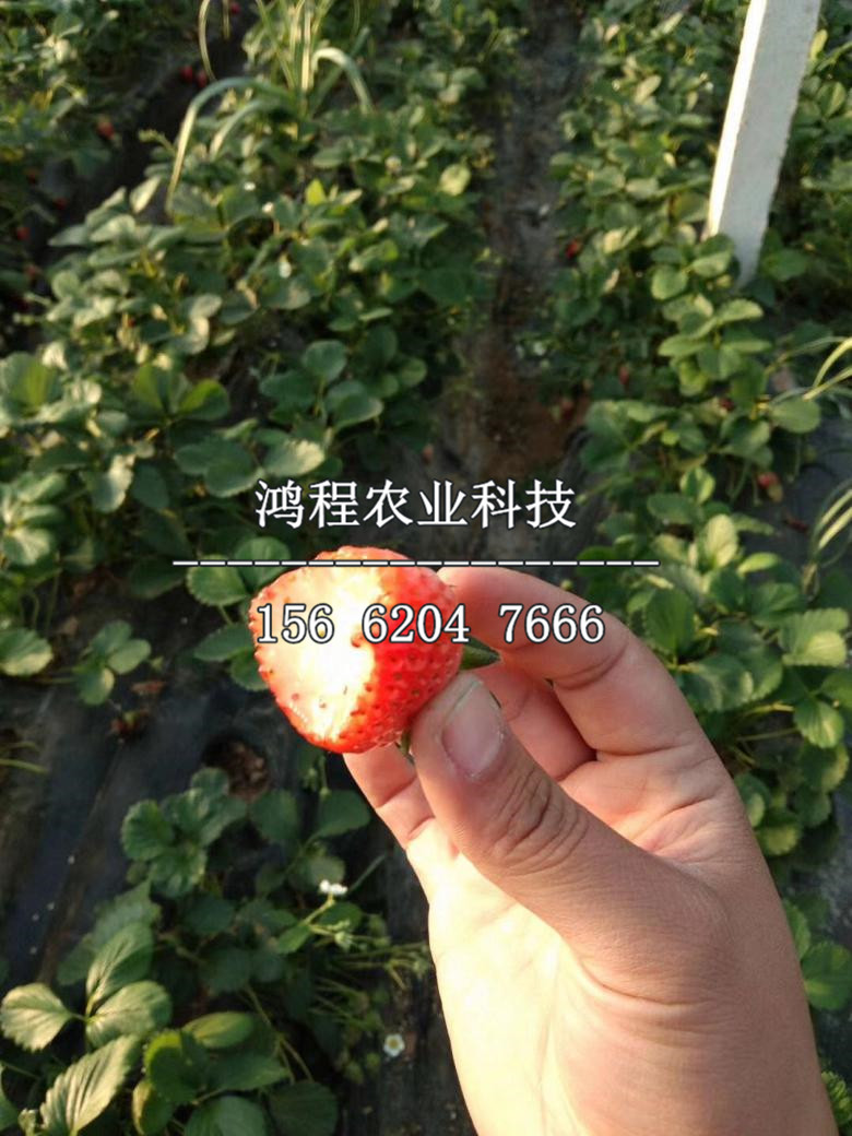 京郊小白草莓苗、京郊小白草莓苗在哪買