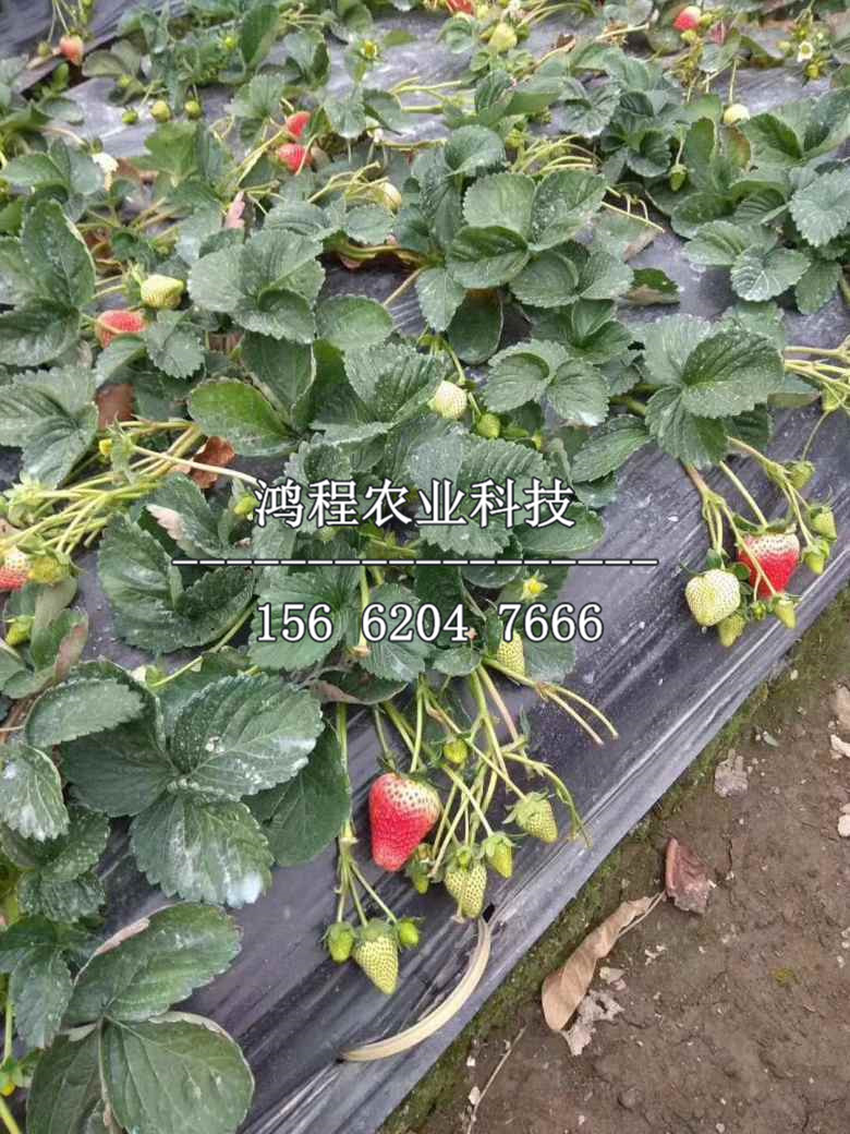 達塞萊克特草莓苗、達塞萊克特草莓苗新品種出售