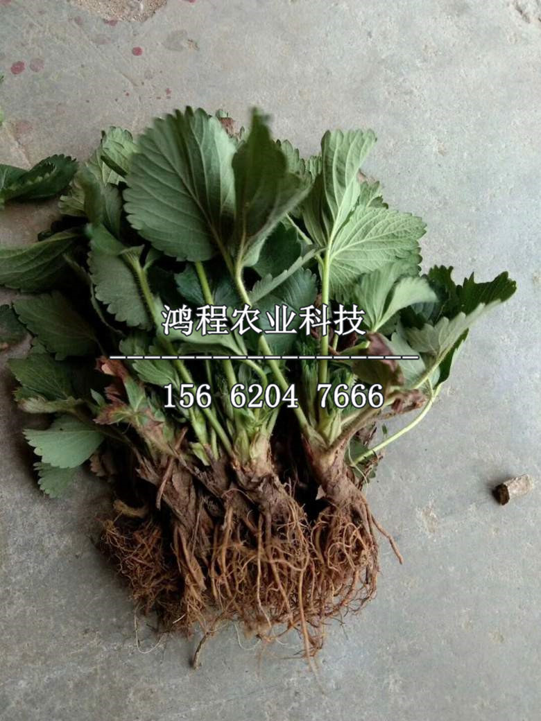 江雪草莓苗什么價(jià)格、江雪草莓苗價(jià)格多少錢(qián)