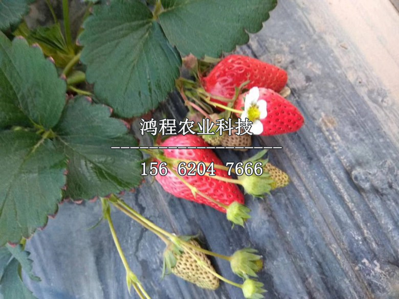 达塞莱克特草莓苗今年价格、达塞莱克特草莓苗购买价格