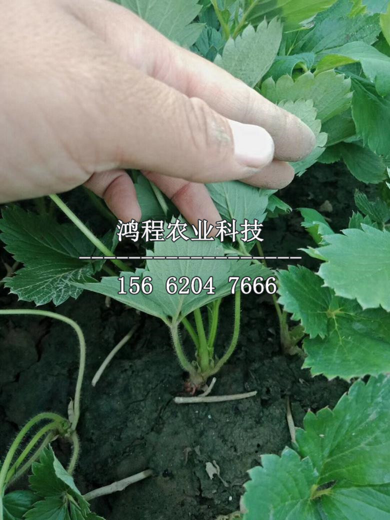 香蕉草莓苗、香蕉草莓苗哪里有基地