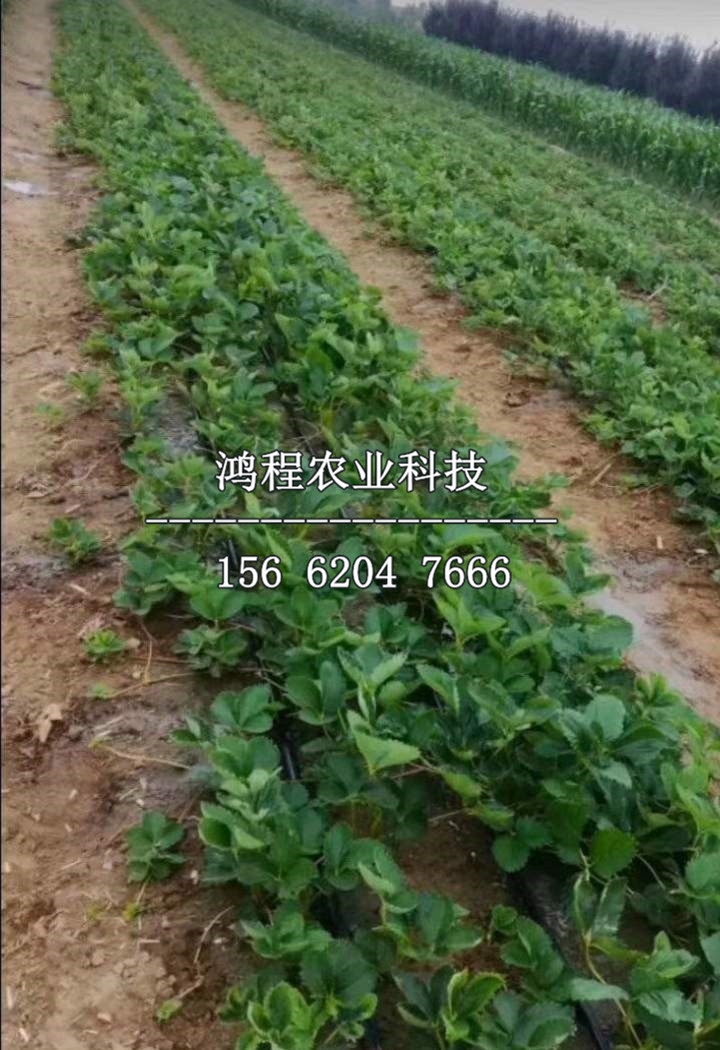 紅顏99草莓苗多少錢一棵、紅顏99草莓苗價(jià)格及報(bào)價(jià)