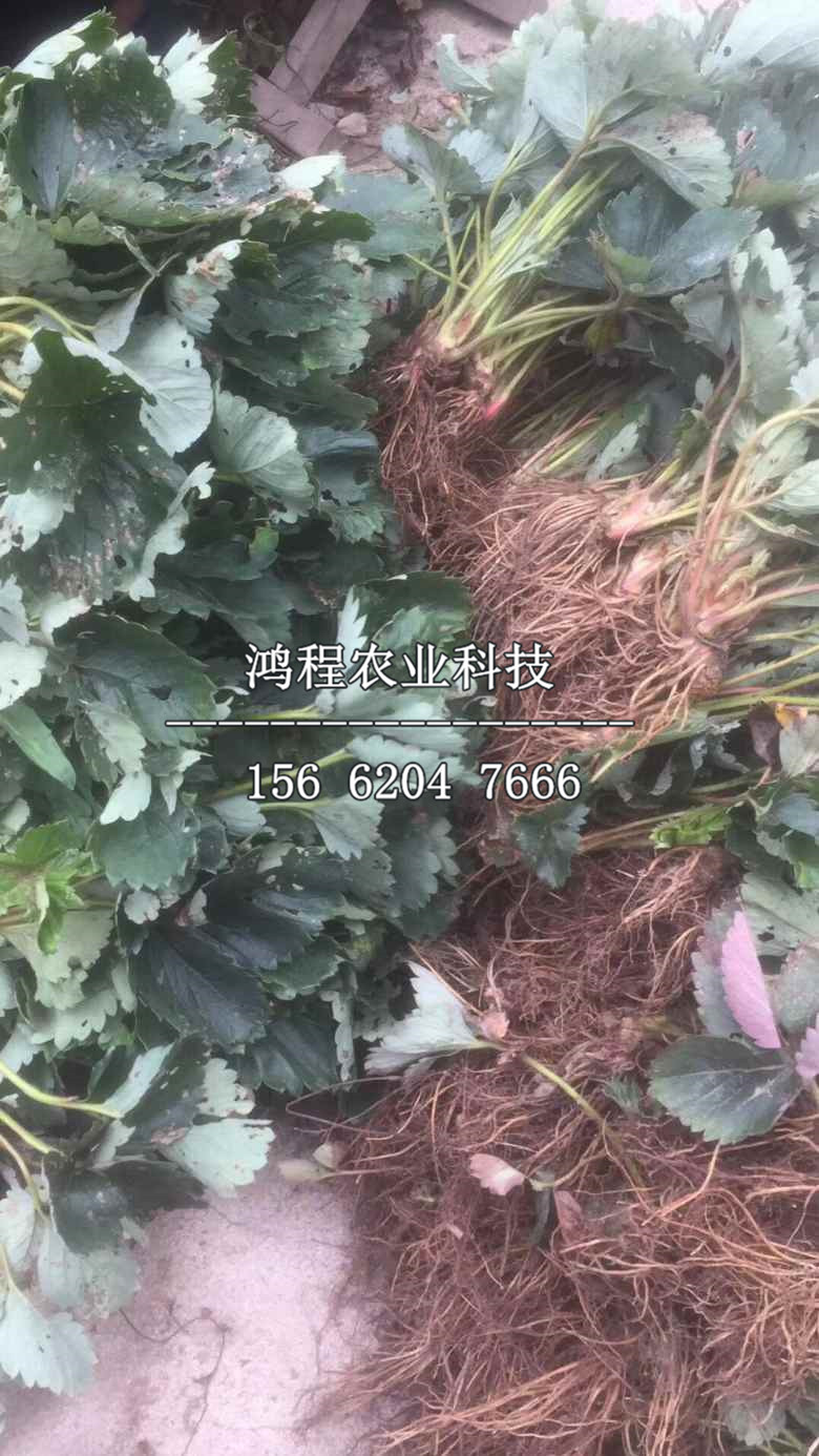 全草莓苗、全草莓苗價(jià)格及報(bào)價(jià)