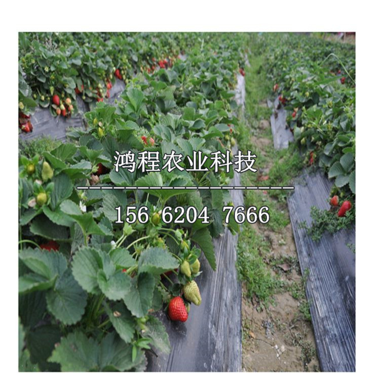 艷麗草莓苗出售價格、艷麗草莓苗今年出售價格