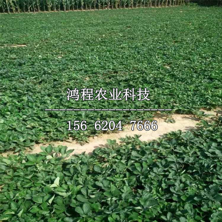 白雪公主草莓苗多少錢一棵、白雪公主草莓苗出售價(jià)格