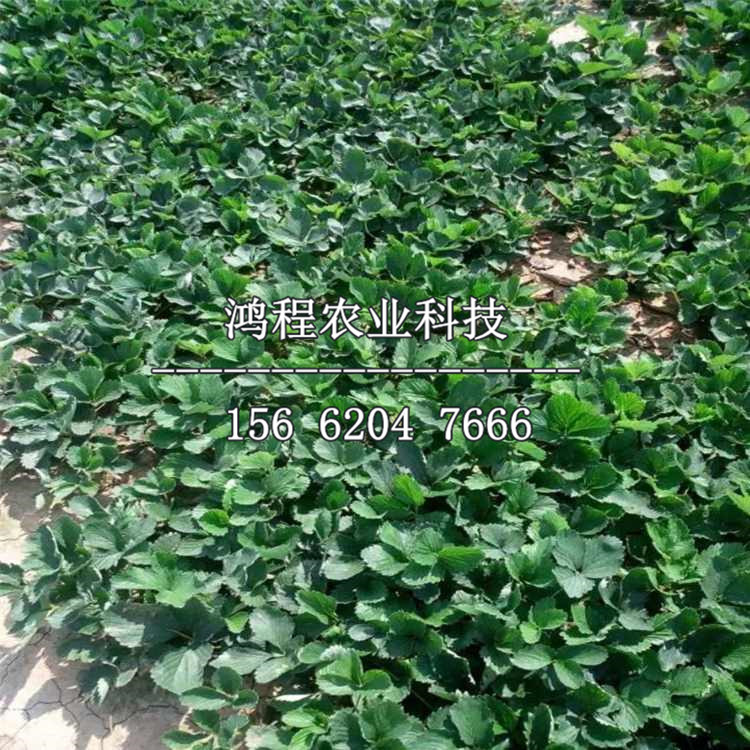 草莓苗、草莓苗多少錢一棵