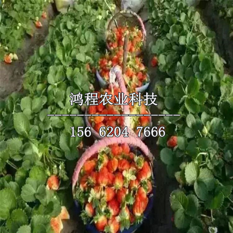 紅頰草莓苗多少錢一株、紅頰草莓苗哪里有賣的