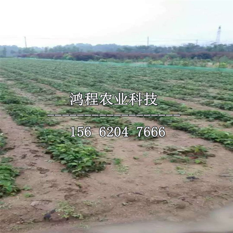 太空2008草莓苗、太空2008草莓苗價(jià)格多少錢(qián)