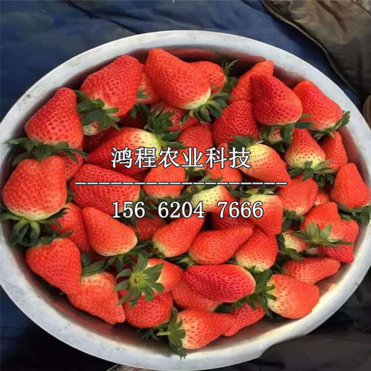 京郊小白草莓苗出售價(jià)格、京郊小白草莓苗今年出售價(jià)格