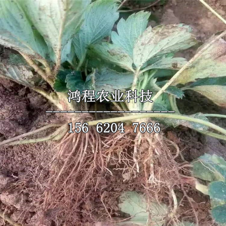 達(dá)塞萊克特草莓苗多少錢、山東達(dá)塞萊克特草莓苗多少錢